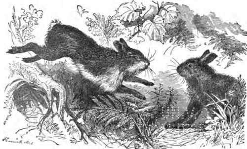 AMERICAN HARE.