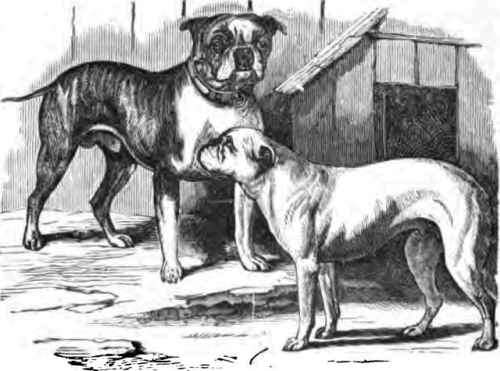 BULLDOGS, SMASHER AND SUGAR.