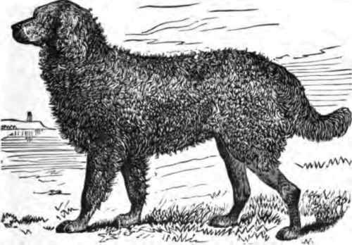 CHESAPEAKE BAY DOG.