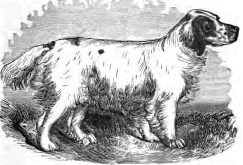 CLUMBER SPANIEL, BRUCE.