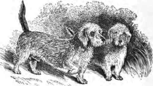 DANDIE DINMONTS, DOCTOR AND TIT MUMPS.