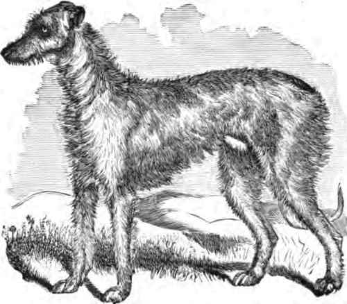 DEERHOUND, BRAN.