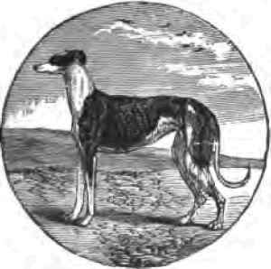 Domesticated Dogs The Rough Scotch Greyhound And D 13