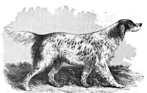 ENGLISH SETTER. COUNTESS.   See pagt 97