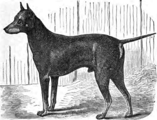 ENGLISH TERRIER, BELCHER.