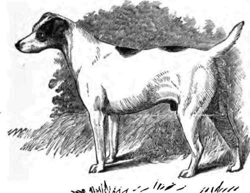 FOX TERRIER, BITTERS.