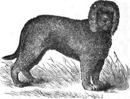IRISH WATER SPANIEL, RAKE.