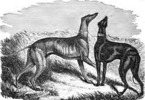 PAIR OF SMOOTH GREYHOUNDS   RIOT AND DAVID.