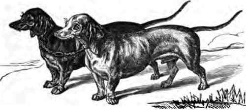 PATH OF DACHSHUNDS.