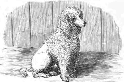 POODLE DOG.