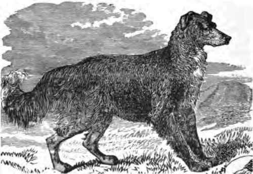 SCOTCH COLLEY DOG, TOM RIDLEY.