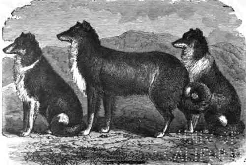 SHEPHERD DOGS.