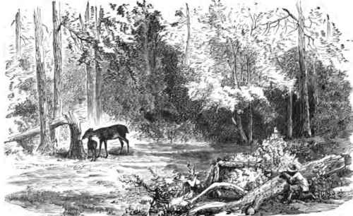 SHOOTING DEER AT A SALT LIOK.