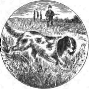 The English Setter 36