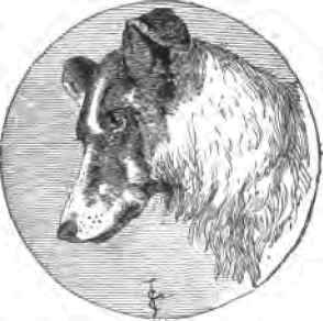 The German Sheep Dog 46