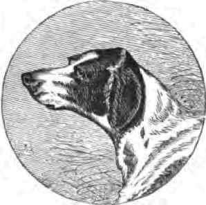 The Italian Greyhound 20