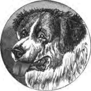 The Thibet Dog 57