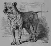 The Bull Dog.