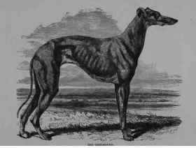 The Greyhound Canis Familiaris 8