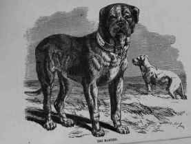 The Mastiff (Canis familiaris).