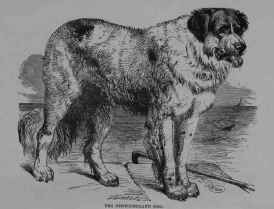 The Newfoundland Dog Canis Familiaris 10