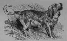 The Otterhound.