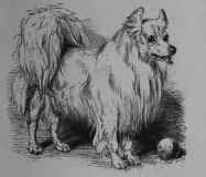The Pomeranian Dog.