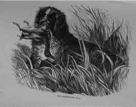 The Retriever Dog Canis Familiaris 13