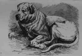The St. Bernard's Dog.