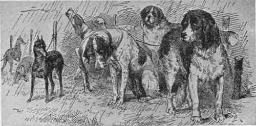 DOG SHOWS AS THEY WERE.