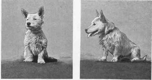 DR. FLAXMAN'S WHITE SCOTTISH TERRIERS PILLENWEEM.REGINA PILLENWEEM BILLY.