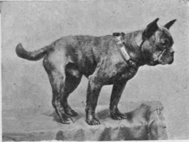 LADY LEWIS'S TOY BULL DOG ST. ACCIDENT.