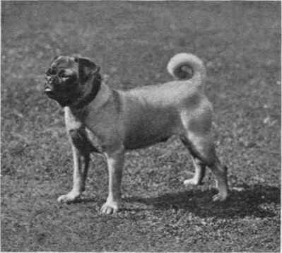 MISS C. ROSA LITTLE'S PUG DERBILINDE OF BARONSHALT.