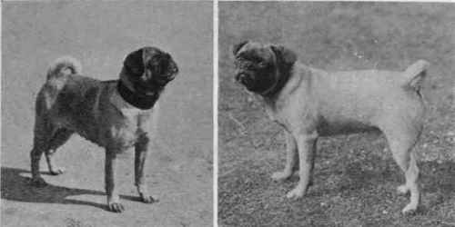MISS C. ROSA LITTLE'S PUGS SIGELINDE OF BARONSHALT PUCK OF BARONSHALT.
