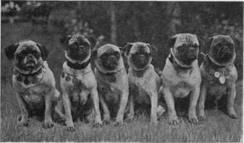 MISS C. ROSA LITTLE'S PUGS.