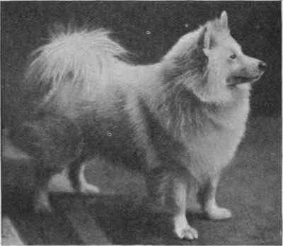MISS HAMILTON'S WHITE POMERANIAN CHAMPION KONIG OF ROZELLE.