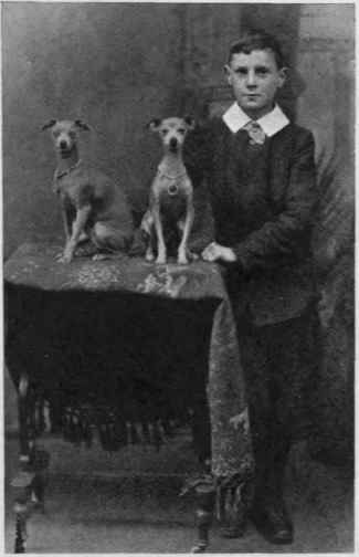 MISS MACKENZIE'S ITALIAN GREYHOUNDS CHAMPION AND PREMIER STELLIO, AND VINO.