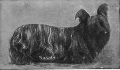 MR. C. H. WOOD'S SKYE TERRIER PORT.