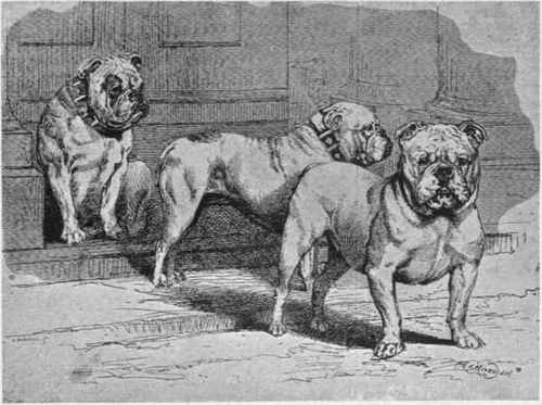 MR. C. W. F. JACKSON'S BULL DOGS THE GRAVEN IMAGE, HOLY TERROR, AND BATHOS.