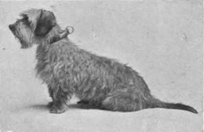 MR. G. F. HEMPSON'S DANDIE DINMONT TERRIER ASTRAL CRAIG.