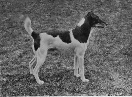 MR. ROBERT VICARY'S FOX TERRIER VANODEL.