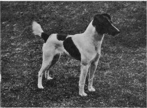 MR. ROBERT VICARY'S FOX TERRIER VELOCIPEDE.