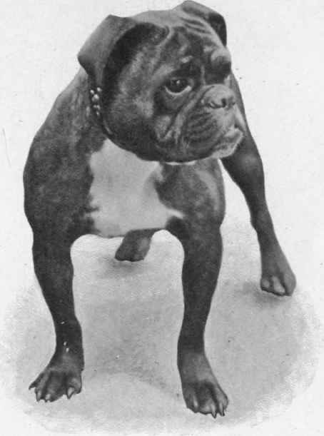 MR. W. HUGH BERNERS'S BULL DOG BANGLES.