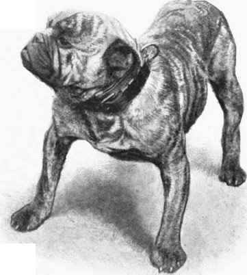 MR. W. HUGH BERNERS'S HULL DOG SELF DEFENCE.