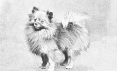 MRS. HALL WALKER'S POMERANIAN CHAMPION AND PREMIER DAINTY HOY.