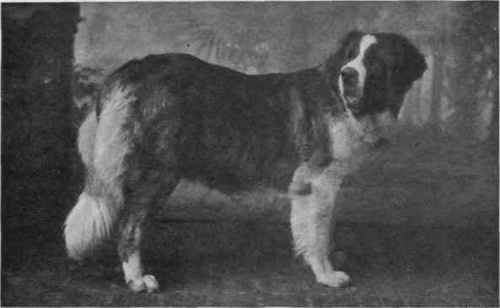 MRS. JAGGER'S ROUGH COATED ST. BERNARD CHAMPION AND PREMIER FRANDLEY STEPHANIE.