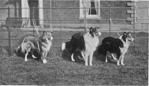 THE PRINCESS DE MONTGLYON'S COLLIES CHAMPION OF CHAMPIONS LADY CLINKER CHAMPION HARWELL MASTERPIECE OLD HALL BEATRICE.