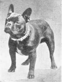 TOY BULL DOG HARPTON CRIB.