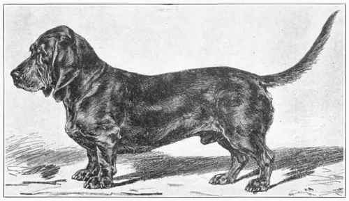 Basset Of The Ardennes.