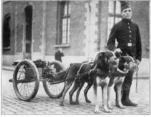 Belgian Dogs trained to draw quick firing guns.